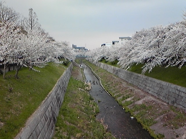 サクラ１.JPG