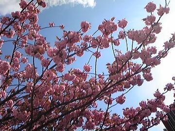 pink.JPG