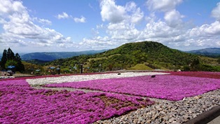 茶臼山芝桜.jpg